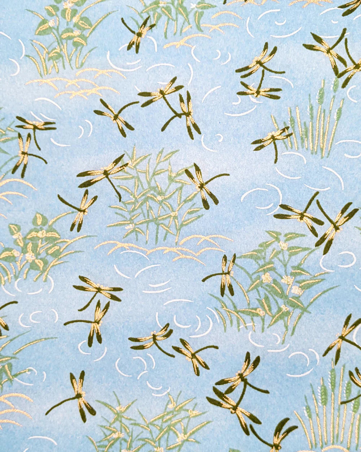 Blue- Dragonflies